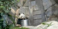 香港オーシャンパーク：パンダ| キャステル | CASTEL ディズニー情報