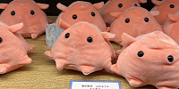 こメンダコぬいぐるみ（アクアパーク品川グッズ）| キャステル | CASTEL ディズニー情報