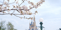 ディズニーランドの桜| キャステル | CASTEL ディズニー情報