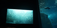 新江ノ島水族館（えのすい）：ダイバーのカメラ映像が水槽横スクリーンに映る！| キャステル | CASTEL ディズニー情報