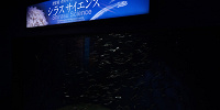 新江ノ島水族館（えのすい）：世界初のシラス繁殖展示| キャステル | CASTEL ディズニー情報