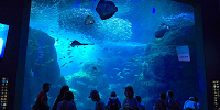 新江ノ島水族館（えのすい）：相模湾大水槽| キャステル | CASTEL ディズニー情報