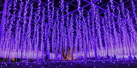 奇跡の大藤| キャステル | CASTEL ディズニー情報