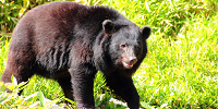 陽気なクマのバルーとの出会い| キャステル | CASTEL ディズニー情報