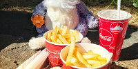 おすすめ食べ物メニュー| キャステル | CASTEL ディズニー情報