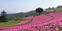 夏の間、花畑を埋め尽くすのはペチュニアの新種「桃色吐息」| キャステル | CASTEL ディズニー情報