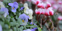 ディズニーランドは季節により様々な花が咲きます。| キャステル | CASTEL ディズニー情報