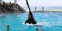 シャチと触れ合えるのはごく限られたイベントのみ| キャステル | CASTEL ディズニー情報