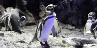 バレンタインはペンギンが主役| キャステル | CASTEL ディズニー情報