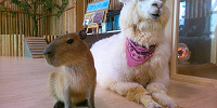 天保山アニパの動物たち| キャステル | CASTEL ディズニー情報