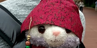 ステラ・ルーも海賊に大変身| キャステル | CASTEL ディズニー情報