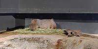 アクアパークにはカピパラも何ともユニークな水族館です| キャステル | CASTEL ディズニー情報