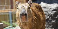 カピパラも人気の動物です！| キャステル | CASTEL ディズニー情報