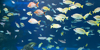 サンシャイン水族館の水槽| キャステル | CASTEL ディズニー情報