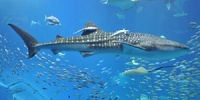 美ら海水族館のジンベイザメ| キャステル | CASTEL ディズニー情報