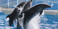 新江ノ島水族館チケットの料金と種類| キャステル | CASTEL ディズニー情報