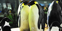 ペンギンの食事タイム| キャステル | CASTEL ディズニー情報