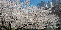 上野公園の桜は大人気です！| キャステル | CASTEL ディズニー情報