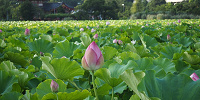  不忍池の周辺はとっても綺麗ですよ！| キャステル | CASTEL ディズニー情報