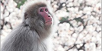 一般会員になると貰えるどうぶつと動物園| キャステル | CASTEL ディズニー情報