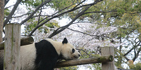 上野動物園の動物達| キャステル | CASTEL ディズニー情報