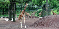 多摩動物公園| キャステル | CASTEL ディズニー情報
