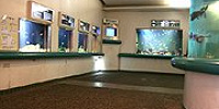 世界のさかな館| キャステル | CASTEL ディズニー情報
