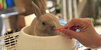 ふれあい動物広場| キャステル | CASTEL ディズニー情報