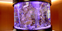 ロビーの水槽| キャステル | CASTEL ディズニー情報