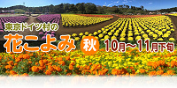 東京ドイツ村の花こよみ（秋）| キャステル | CASTEL ディズニー情報