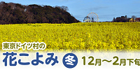 東京ドイツ村の花こよみ（冬）| キャステル | CASTEL ディズニー情報