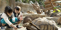 ゾウガメふれあい| キャステル | CASTEL ディズニー情報