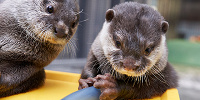 カワウソたちにも会いに行ってくださいね！| キャステル | CASTEL ディズニー情報
