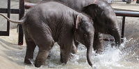 水浴びを楽しむゾウたち| キャステル | CASTEL ディズニー情報