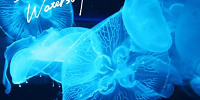 四国水族館のクラゲ| キャステル | CASTEL ディズニー情報