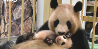 日本で貴重な親子パンダ| キャステル | CASTEL ディズニー情報