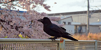 カラスや蚊はいる？いない？| キャステル | CASTEL ディズニー情報
