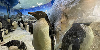 アデリーペンギン| キャステル | CASTEL ディズニー情報