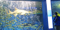 【2021年9月】京急油壺マリンパークが閉館！理由は？跡地や魚・動物たちはどうなる？気になる今後を調査！