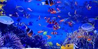 たくさんの魚たち| キャステル | CASTEL ディズニー情報