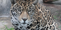 ジャガー／天王寺動物園| キャステル | CASTEL ディズニー情報