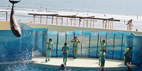 イルカの大ジャンプ| キャステル | CASTEL ディズニー情報