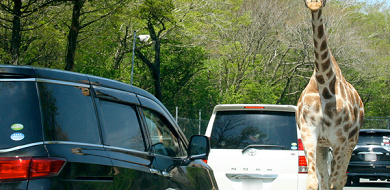 富士サファリパーク周辺 おすすめスポット9選 テーマパークから自然を堪能できるスポットまで