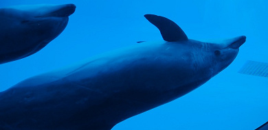 徒歩5分 名古屋港水族館の周辺駐車場の料金 アクセスまとめ おすすめ