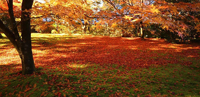 【京都】紅葉のおすすめスポット&見頃の時期まとめ！美しい紅葉と街並みのコントラストが最高♪