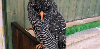 【原宿】大人気のフクロウカフェ4選！触れ合いのルールやフクロウの癒しの魅力をご紹介♪