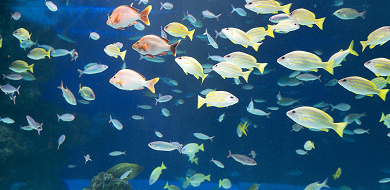 北海道 おすすめ水族館5選を比較 インスタ映えする水族館や クリオネが見られる