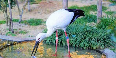 のんほいパークの料金を徹底解説！入園料、アトラクション料金、博物館の料金は？入園料の割引情報も