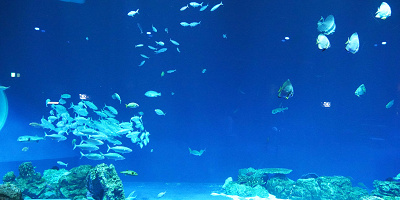 DMMかりゆし水族館へのアクセス方法まとめ！空港からの直行バスや駐車料金についても解説！