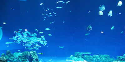 【2023】関西のおすすめ水族館全10選！海遊館・アドベンチャーワールド・京都水族館の魅力を紹介！